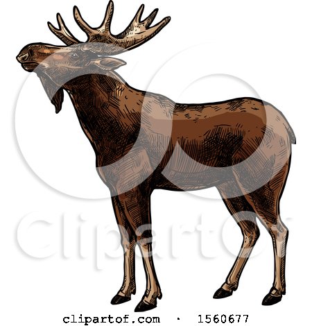 Clipart of a Sketched Moose - Royalty Free Vector Illustration by Vector Tradition SM