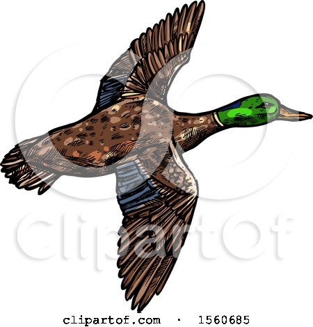 Clipart of a Sketched Flying Mallard Duck - Royalty Free Vector Illustration by Vector Tradition SM