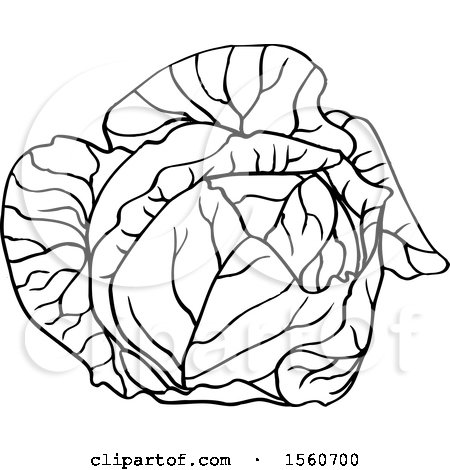 Clipart of a Black and White Cabbage - Royalty Free Vector Illustration by Lal Perera