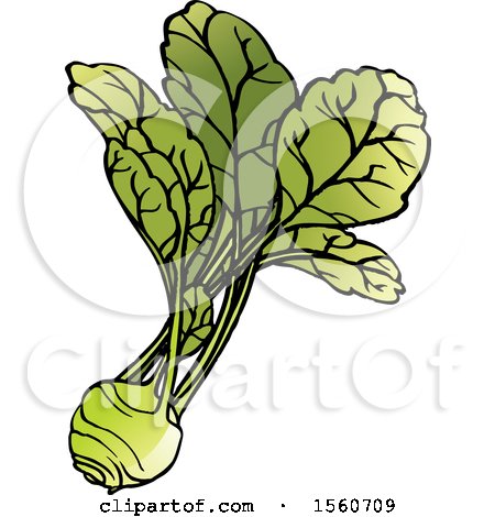 Clipart of a Kohlrabi - Royalty Free Vector Illustration by Lal Perera