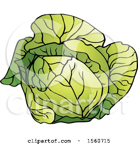 Clipart of a Cabbage - Royalty Free Vector Illustration by Lal Perera