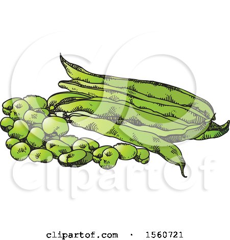 Clipart of Beans and Pods - Royalty Free Vector Illustration by Lal Perera