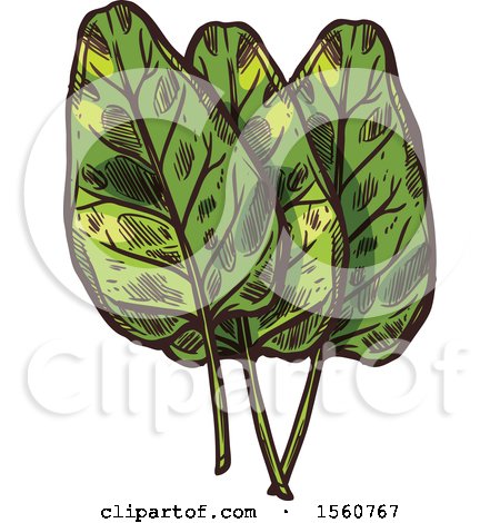 Clipart of Sketched Sorrel - Royalty Free Vector Illustration by Vector Tradition SM