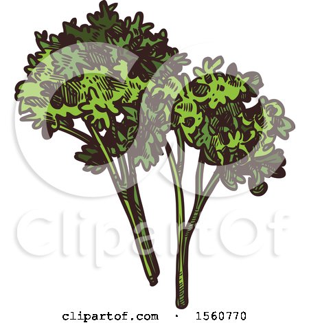 Clipart of Sketched Parsley - Royalty Free Vector Illustration by Vector Tradition SM