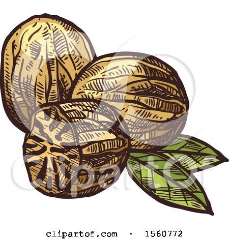 Clipart of Sketched Nutmeg - Royalty Free Vector Illustration by Vector Tradition SM