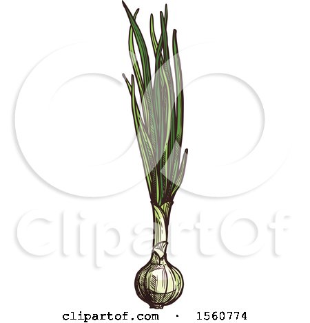 Clipart of Sketched Green Onions - Royalty Free Vector Illustration by Vector Tradition SM