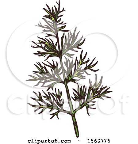 Clipart of Sketched Fennel - Royalty Free Vector Illustration by Vector Tradition SM