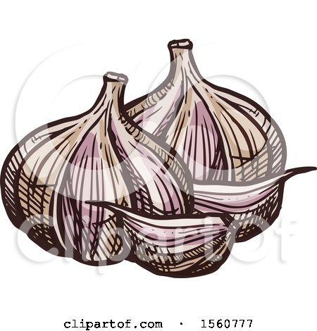 Clipart of Sketched Garlic - Royalty Free Vector Illustration by Vector Tradition SM