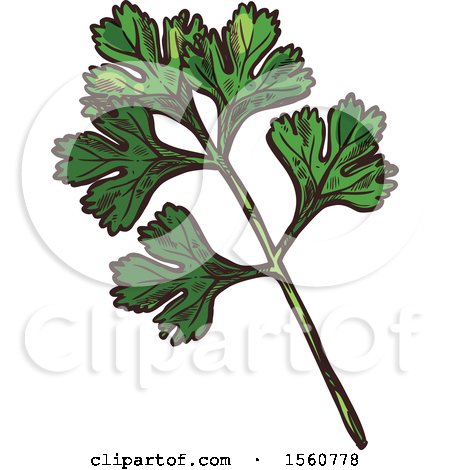 Clipart of Sketched Cilantro - Royalty Free Vector Illustration by Vector Tradition SM