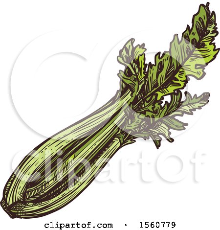 Clipart of Sketched Celery - Royalty Free Vector Illustration by Vector Tradition SM