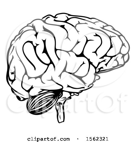 Clipart of a Black and White Human Brain - Royalty Free Vector Illustration by AtStockIllustration