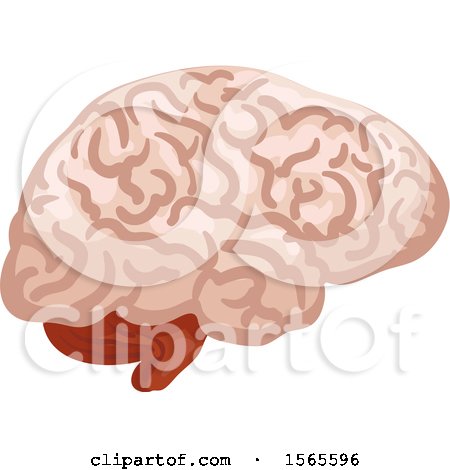 Clipart of a Human Brain - Royalty Free Vector Illustration by Vector Tradition SM