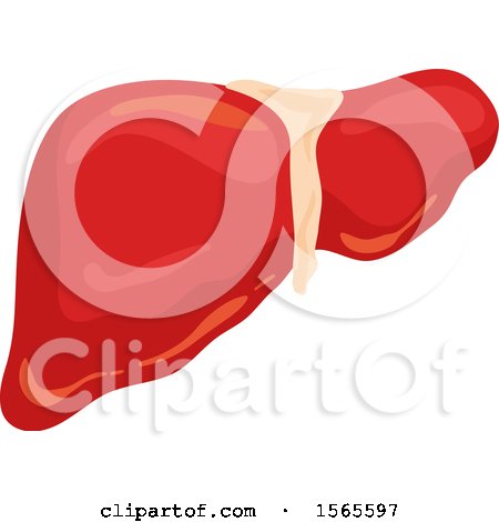 Clipart of a Human Liver - Royalty Free Vector Illustration by Vector Tradition SM
