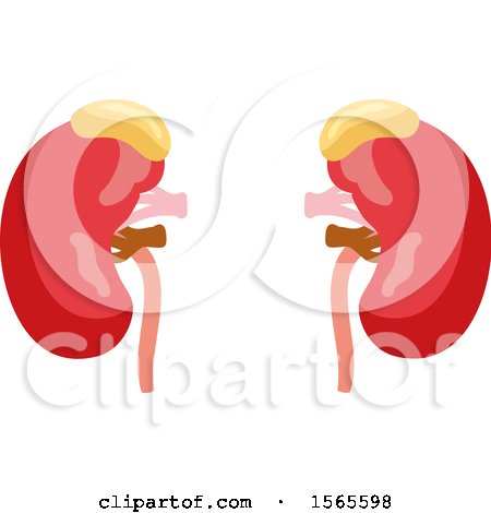 Clipart of Human Kidneys - Royalty Free Vector Illustration by Vector Tradition SM