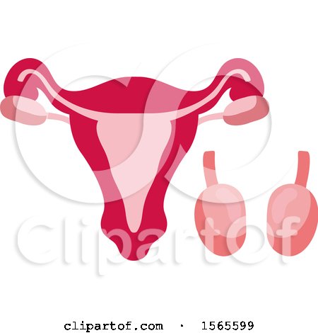 Clipart of a Human Uterus - Royalty Free Vector Illustration by Vector Tradition SM
