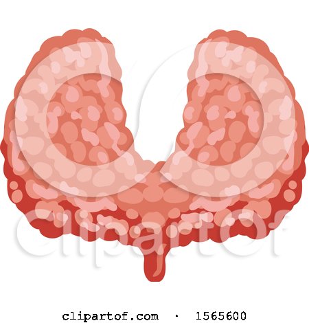 Clipart of a Human Thyroid - Royalty Free Vector Illustration by Vector Tradition SM