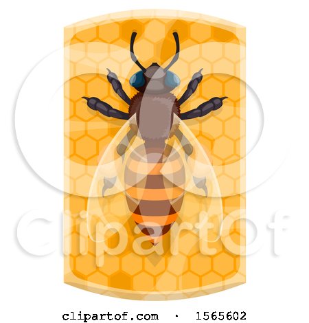 Clipart of a Bee on Honeycombs - Royalty Free Vector Illustration by Vector Tradition SM