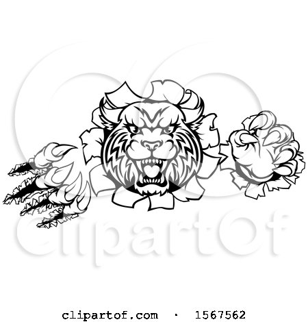 Clipart of a Black and White Vicious Wildcat Mascot Shredding Through a Wall - Royalty Free Vector Illustration by AtStockIllustration