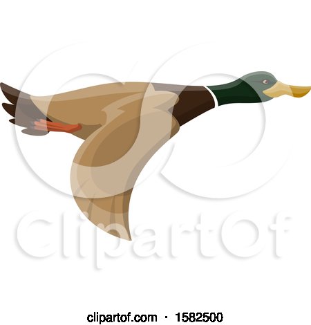 Clipart of a Flying Mallard Duck - Royalty Free Vector Illustration by Vector Tradition SM