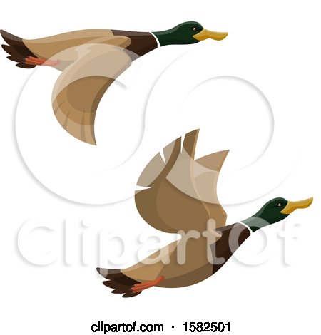 Clipart of Flying Mallard Ducks - Royalty Free Vector Illustration by Vector Tradition SM
