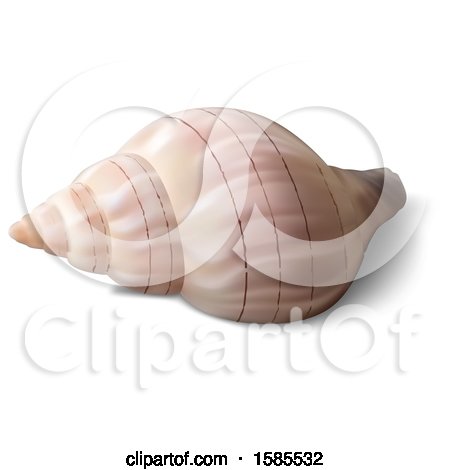 Clipart of a 3d Sea Shell, on a White Background - Royalty Free Vector Illustration by dero