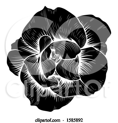 Clipart of a Black and White Engraved Rose Flower - Royalty Free Vector Illustration by AtStockIllustration