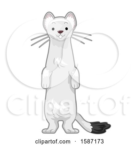 Clipart of a White Arctic Ermine Standing up - Royalty Free Vector Illustration by BNP Design Studio