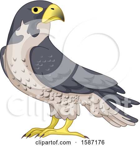 Clipart of a Falcon Bird - Royalty Free Vector Illustration by BNP Design Studio