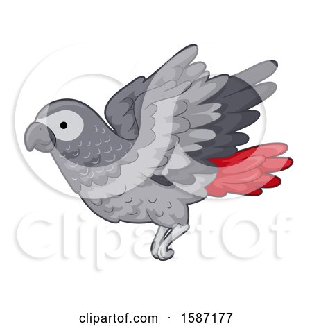 Clipart of a Red Tailed Gray Parrot Flying - Royalty Free Vector Illustration by BNP Design Studio