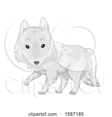 Clipart of a Cute White Arctic Wolf - Royalty Free Vector Illustration by BNP Design Studio