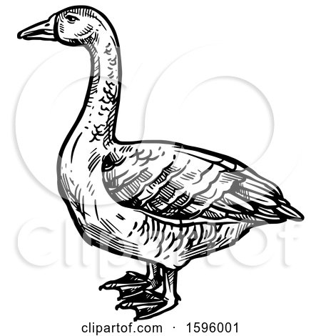 Clipart of a Sketched Black and White Goose - Royalty Free Vector Illustration by Vector Tradition SM
