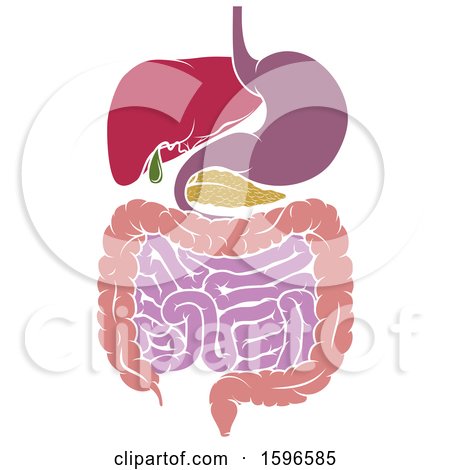 Clipart of a Medical Diagram of the Digestive Tract - Royalty Free Vector Illustration by AtStockIllustration