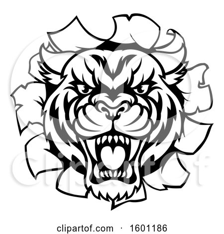 Clipart of a Black and White Tiger Mascot Head Breaking Through a Wall - Royalty Free Vector Illustration by AtStockIllustration