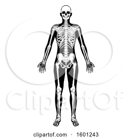 Clipart of a Black and White Human Skeleton - Royalty Free Vector Illustration by AtStockIllustration
