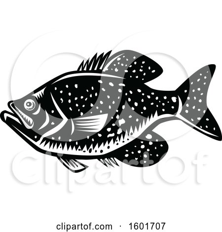 Clipart of a Crappie Fish Mascot in Black and White Woodcut - Royalty Free Vector Illustration by patrimonio