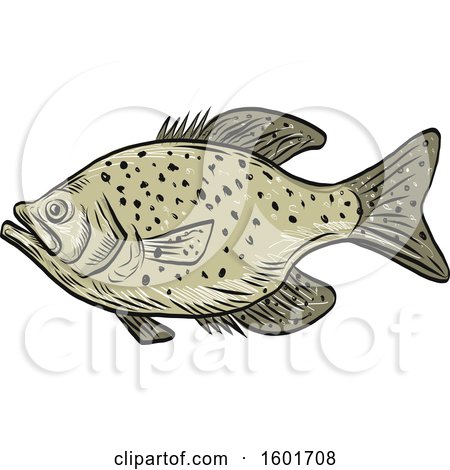 Clipart of a Sketched Crappie Fish Mascot - Royalty Free Vector Illustration by patrimonio