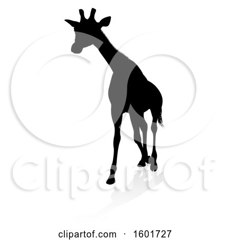 Clipart of a Silhouetted Giraffe, with a Reflection or Shadow, on a White Background - Royalty Free Vector Illustration by AtStockIllustration