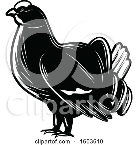 Clipart of a Western Capercaillie Grouse in Black and White - Royalty Free Vector Illustration by Vector Tradition SM