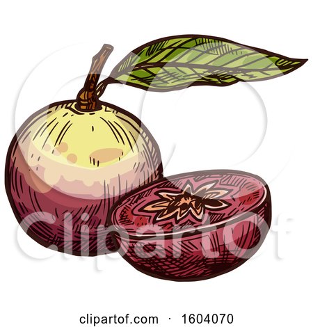 Clipart of a Sketched Star Apple - Royalty Free Vector Illustration by Vector Tradition SM
