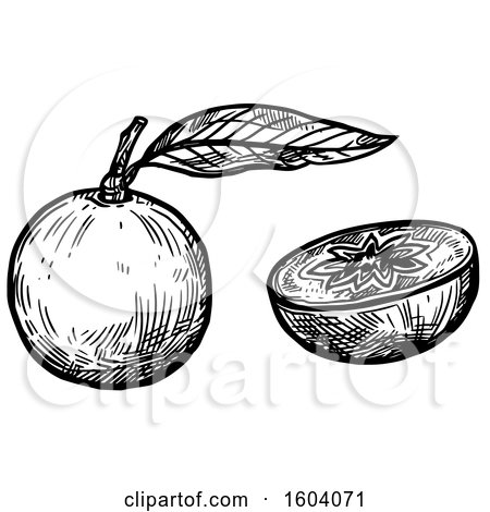Clipart of a Sketched Black and White Star Apple - Royalty Free Vector Illustration by Vector Tradition SM