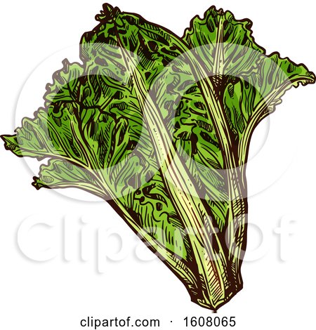 Clipart of Sketched Romaine Lettuce - Royalty Free Vector Illustration by Vector Tradition SM