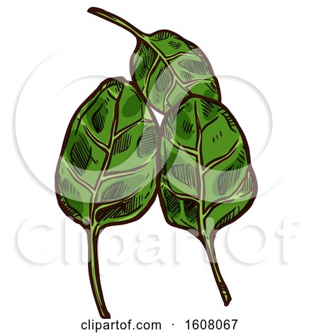 Clipart of Sketched Spinach Leaves - Royalty Free Vector Illustration by Vector Tradition SM