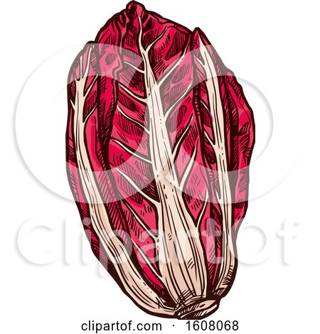 Clipart of Sketched Radicchio - Royalty Free Vector Illustration by Vector Tradition SM
