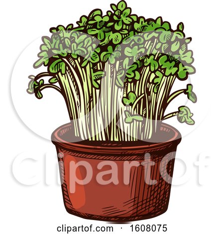 Clipart of Sketched Watercress - Royalty Free Vector Illustration by Vector Tradition SM