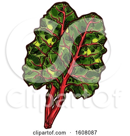 Clipart of Sketched Chard Leaves - Royalty Free Vector Illustration by Vector Tradition SM
