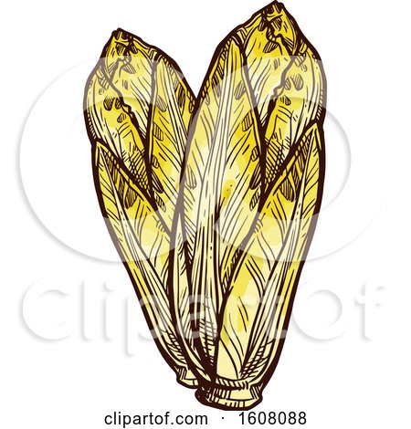 Clipart of Sketched Chicory - Royalty Free Vector Illustration by Vector Tradition SM