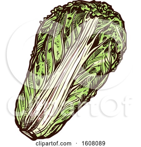 Clipart of Sketched Chinese Cabbage - Royalty Free Vector Illustration by Vector Tradition SM