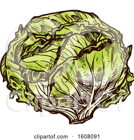 Clipart of Sketched Iceberg Lettuce - Royalty Free Vector Illustration by Vector Tradition SM