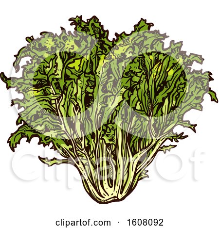 Clipart of Sketched Lettuce - Royalty Free Vector Illustration by Vector Tradition SM
