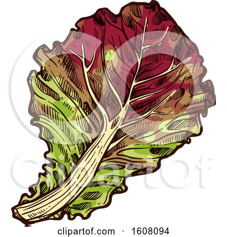 Clipart of Sketched Oak Leaf Lettuce - Royalty Free Vector Illustration by Vector Tradition SM